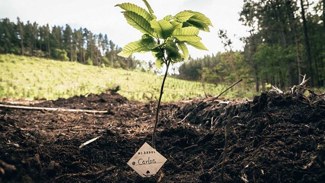 reforestacion arbol