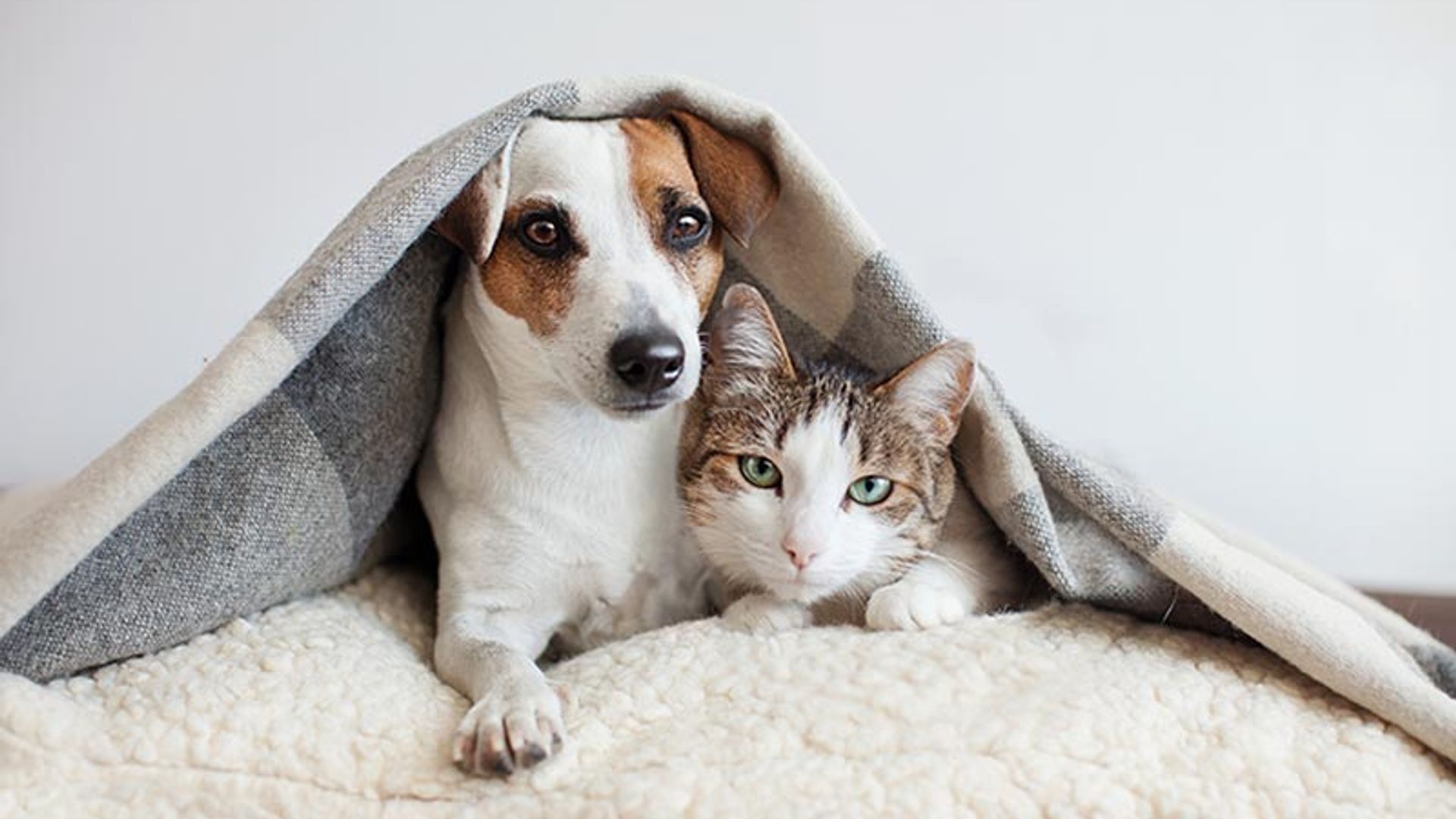 ¿Pueden convivir los perros y los gatos?