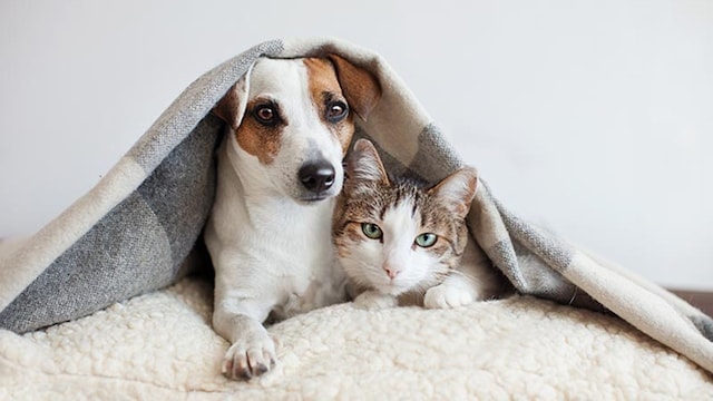perro gato en casa 1