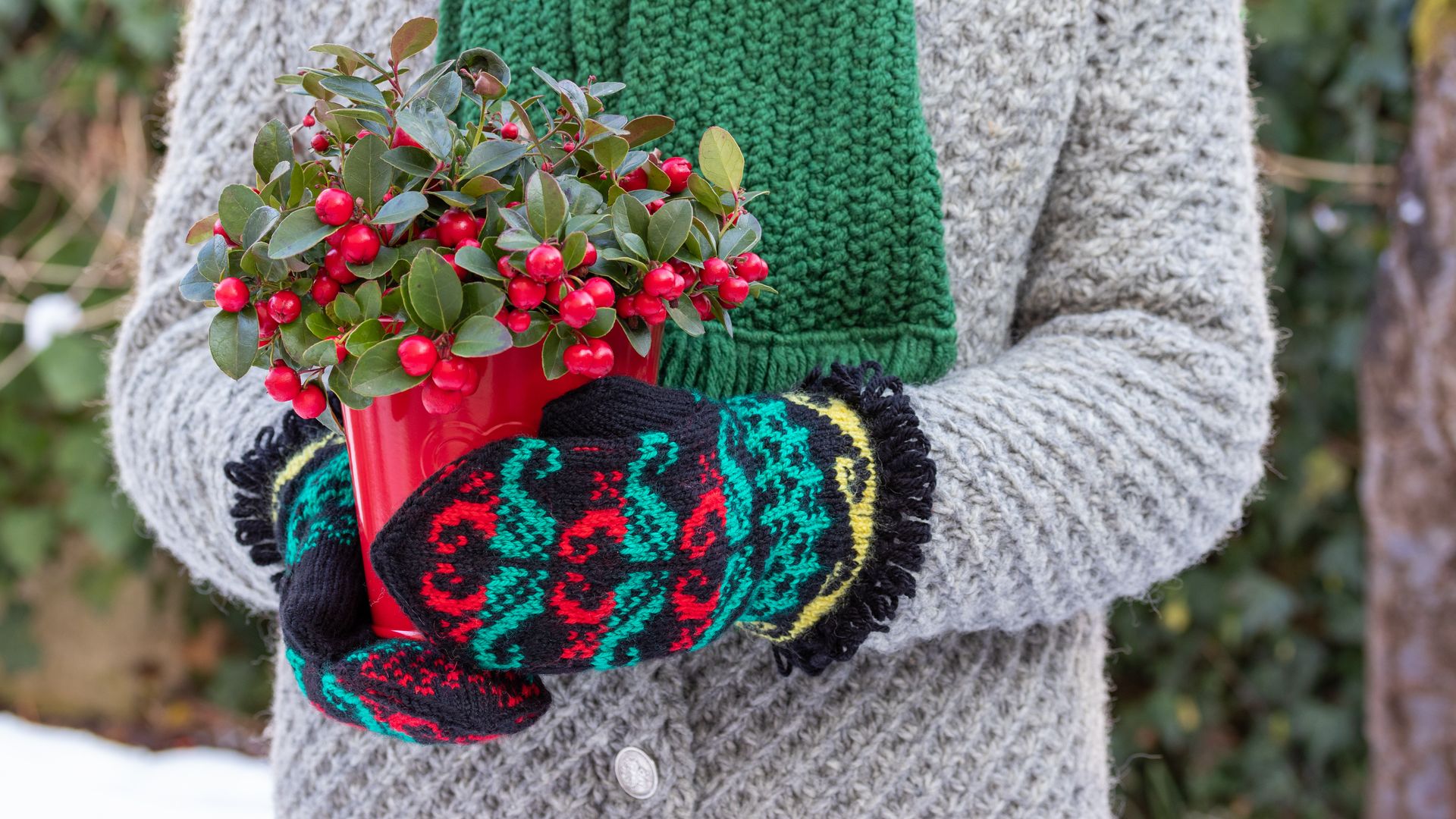 Gaulteria planta de Navidad