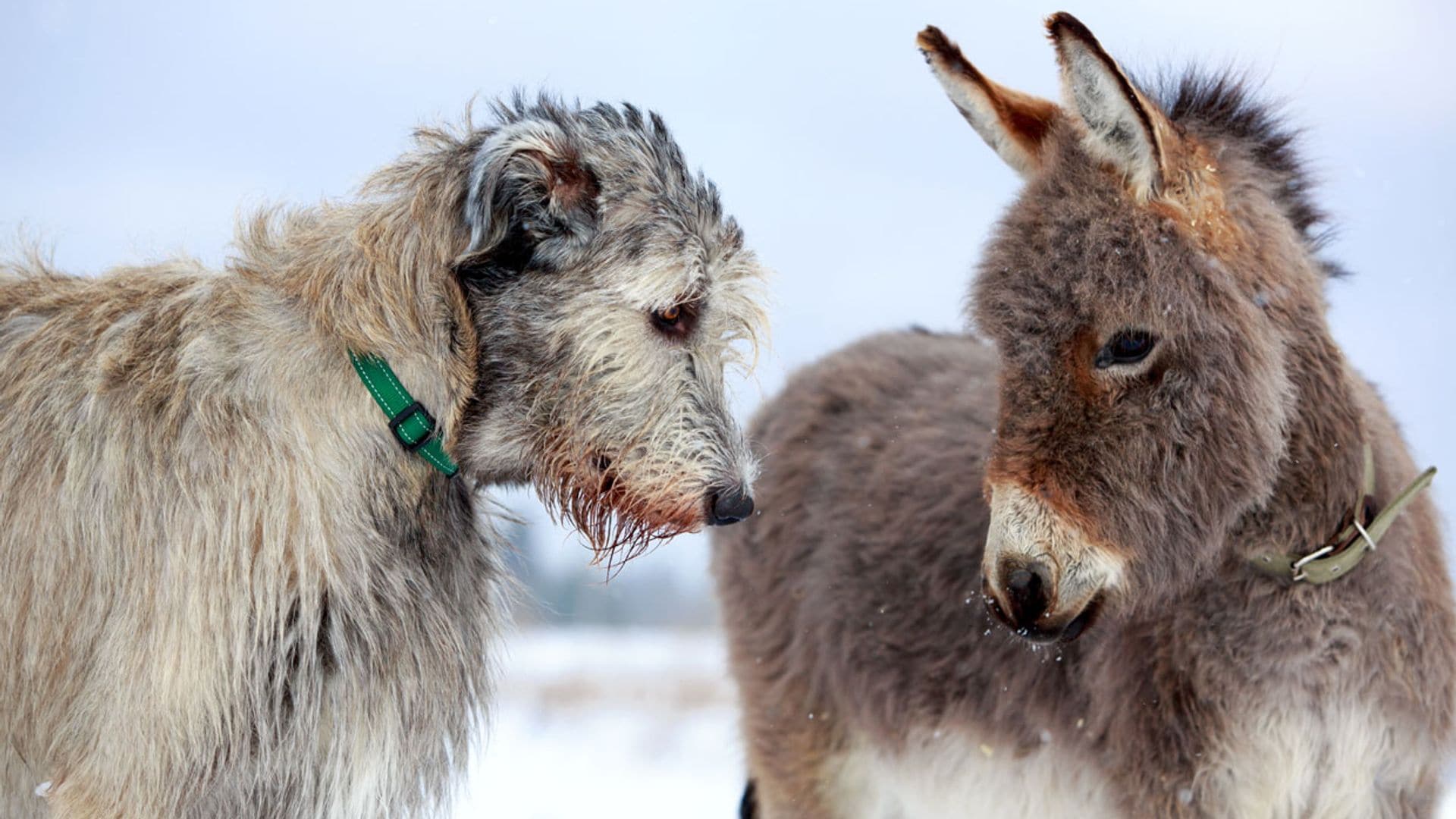 Perro lobero irlandés: una desconocida raza gigante y dócil