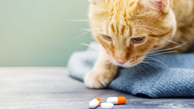 gatas anticonceptivos