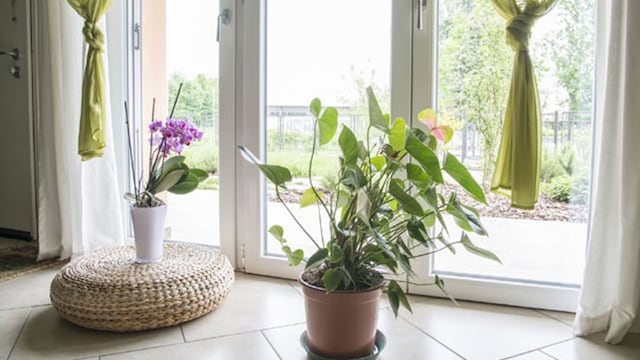 plantas 
