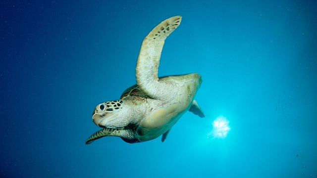 Trágico incidente en Filipinas por consumo de tortuga marina
