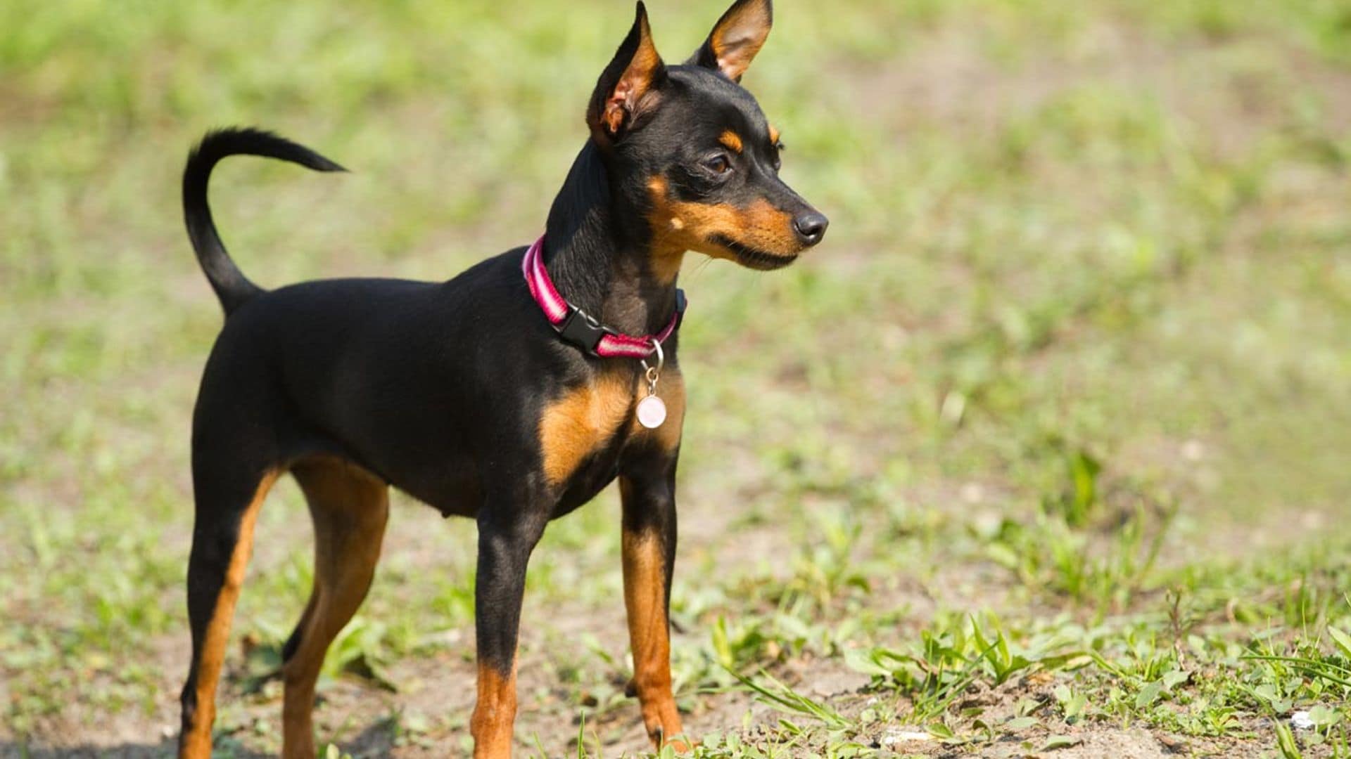 Ratón de Praga, así es uno de los perros más pequeños del mundo