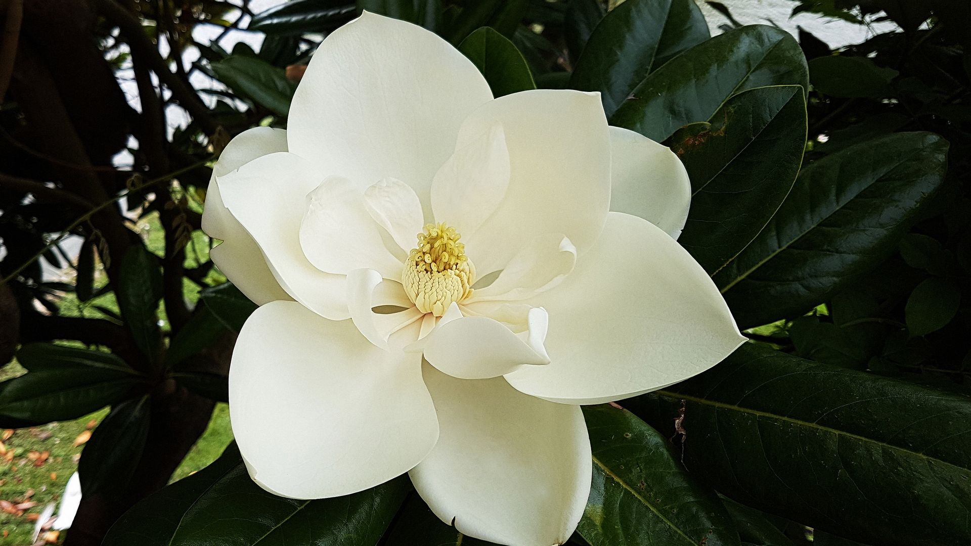 Magnolia grandiflora: el árbol ornamental más apreciado por su espectacular floración