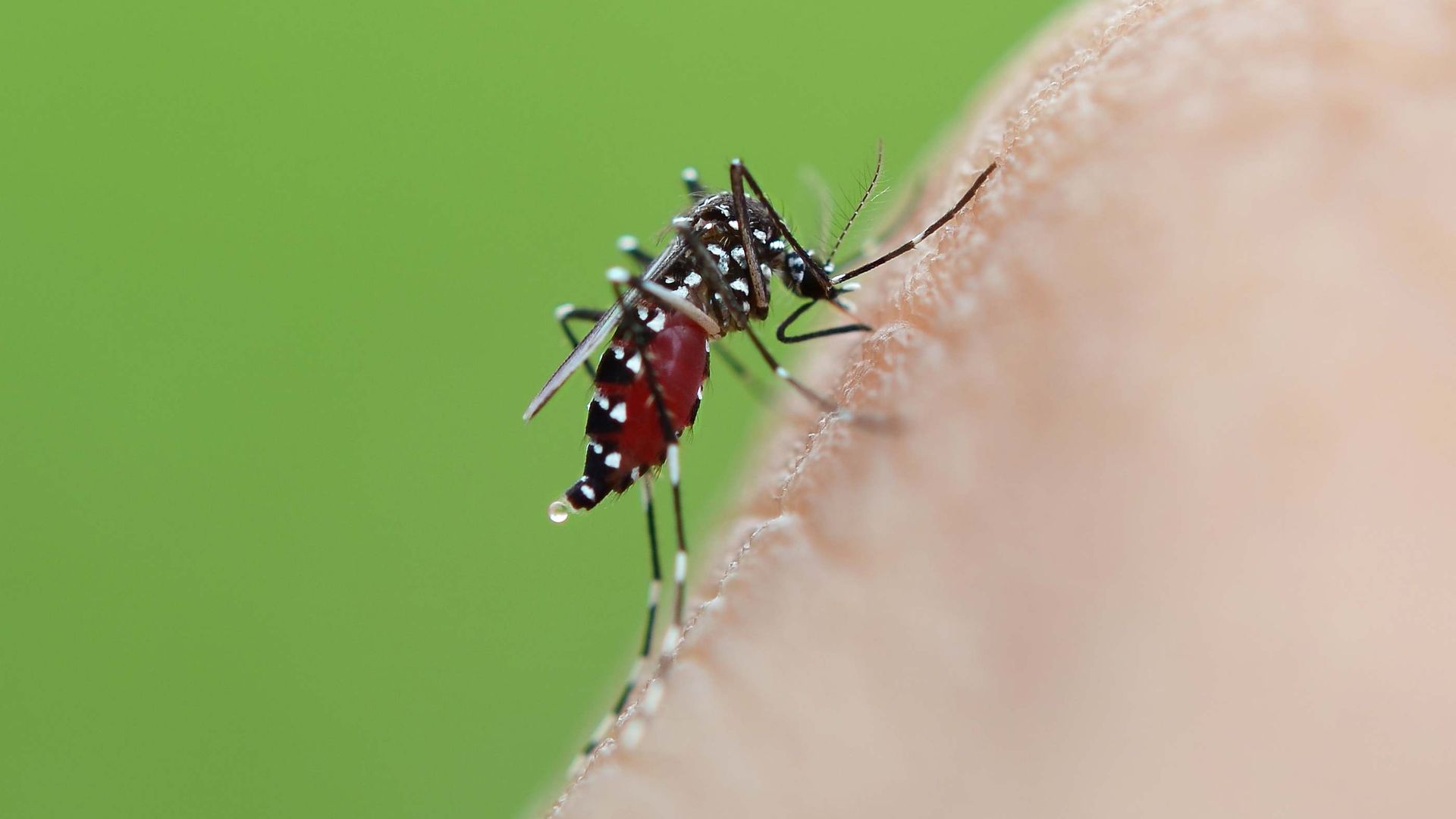 Ni lagos ni charcas, un experto en control de mosquitos revela el inesperado rincón de tu hogar donde el mosquito tigre es capaz de poner miles de larvas