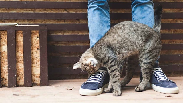 como reconocer amor de gato