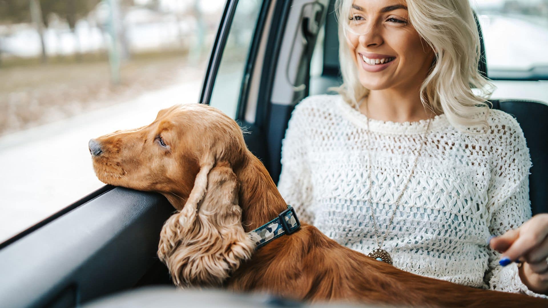 mejores transportines perros medianos