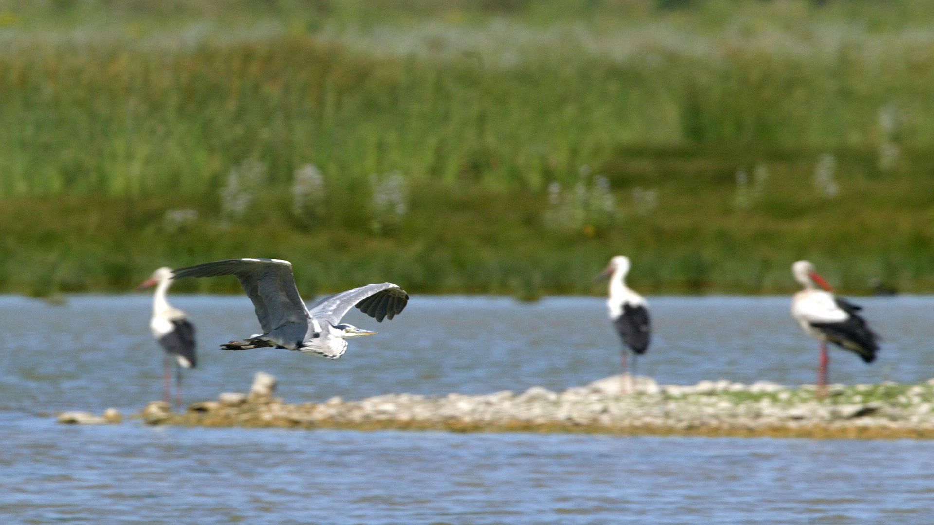 Gripe aviar en Madrid: qué riesgo real hay para personas y mascotas tras el foco detectado en Getafe