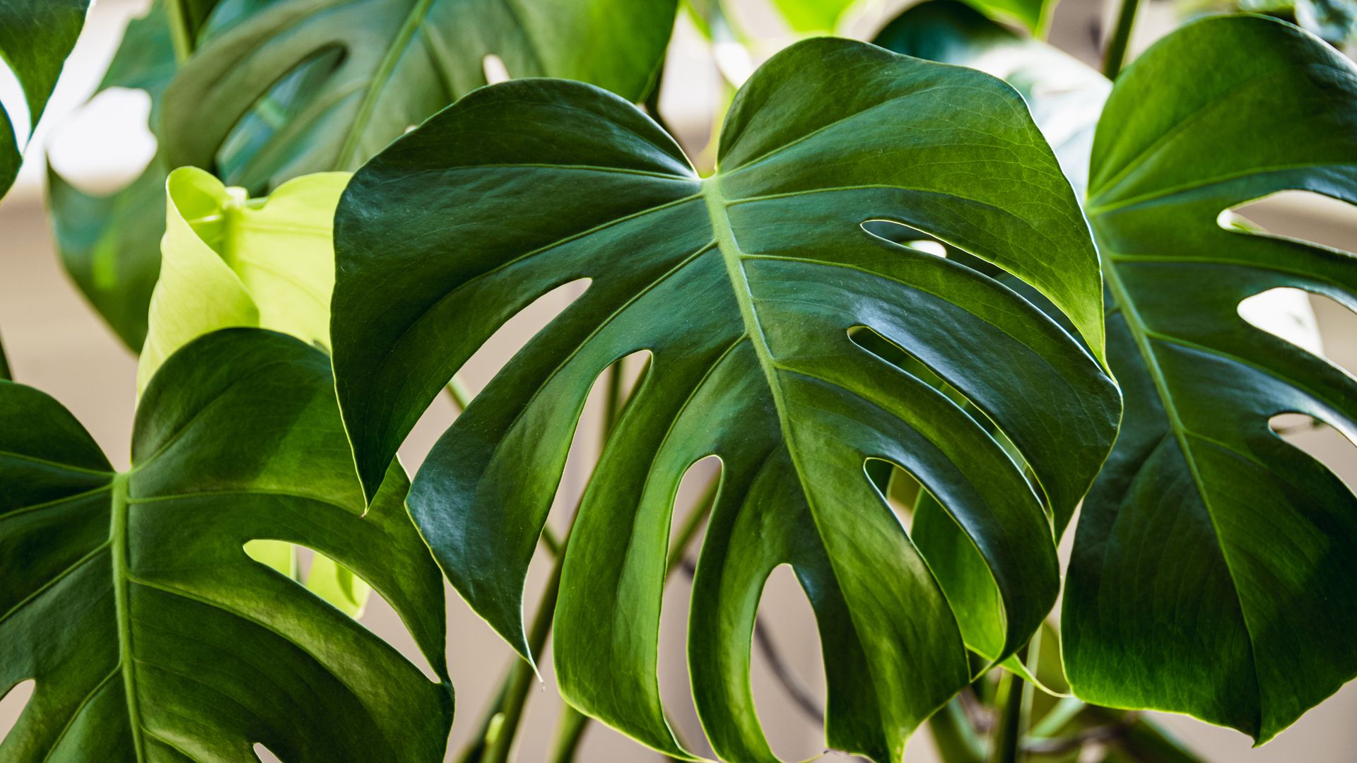De una planta nacen diez: estas especies de interior se multiplican solas