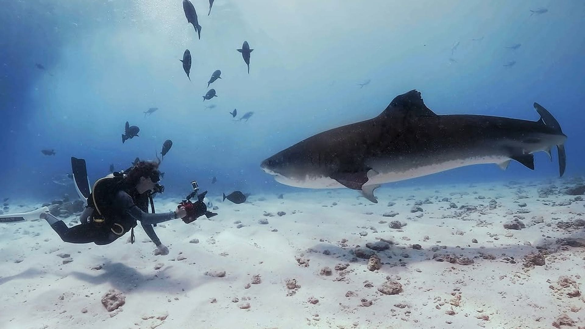 La oceanógrafa y amante de los tiburones, Gádor Muntaner, buceando junto a los animales que tanto ama y protege