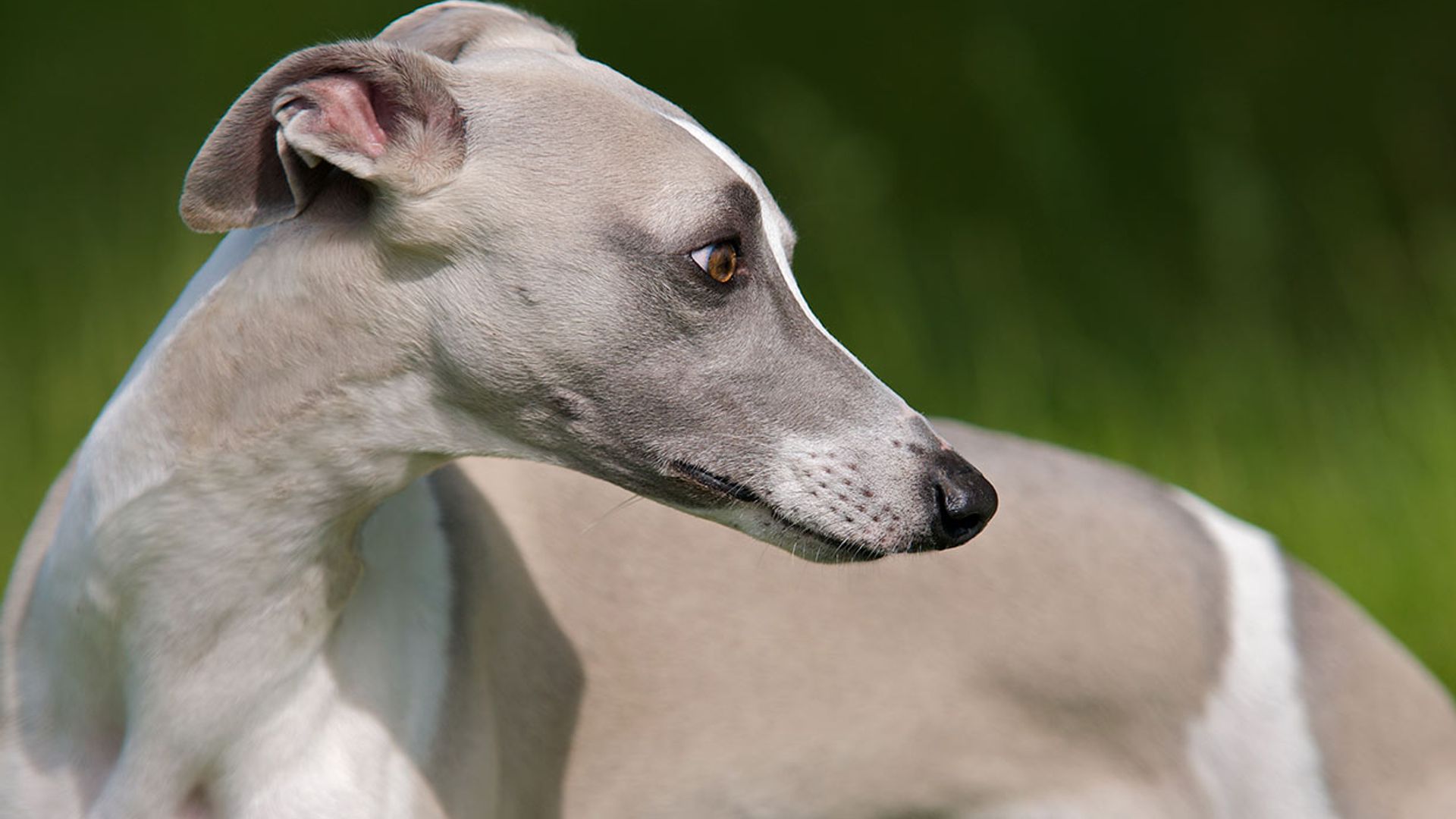 Galgo: así es el caracter de esta raza de perro, si decides adoptar uno