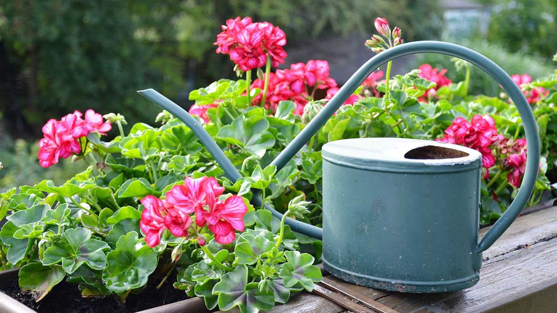 9 plantas con flores para alegrar tu jardín o terraza durante todo el año