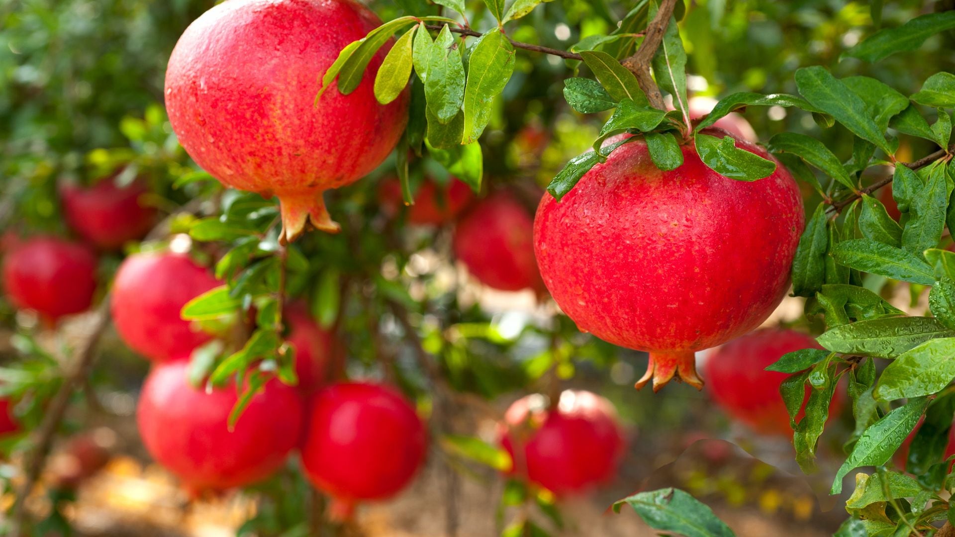 Granadas maduras en el árbol