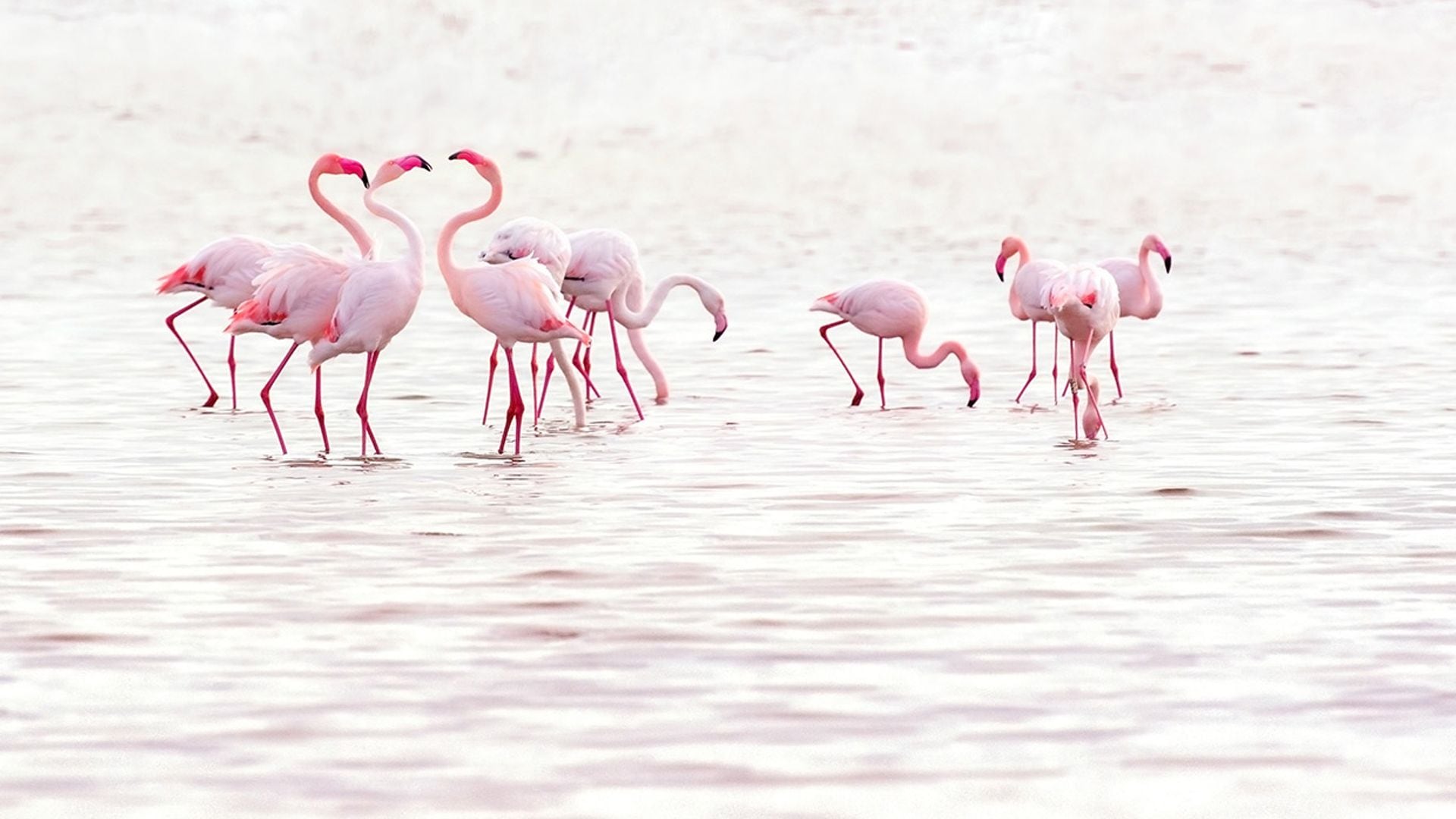 Los mejores lugares donde ver flamencos en España