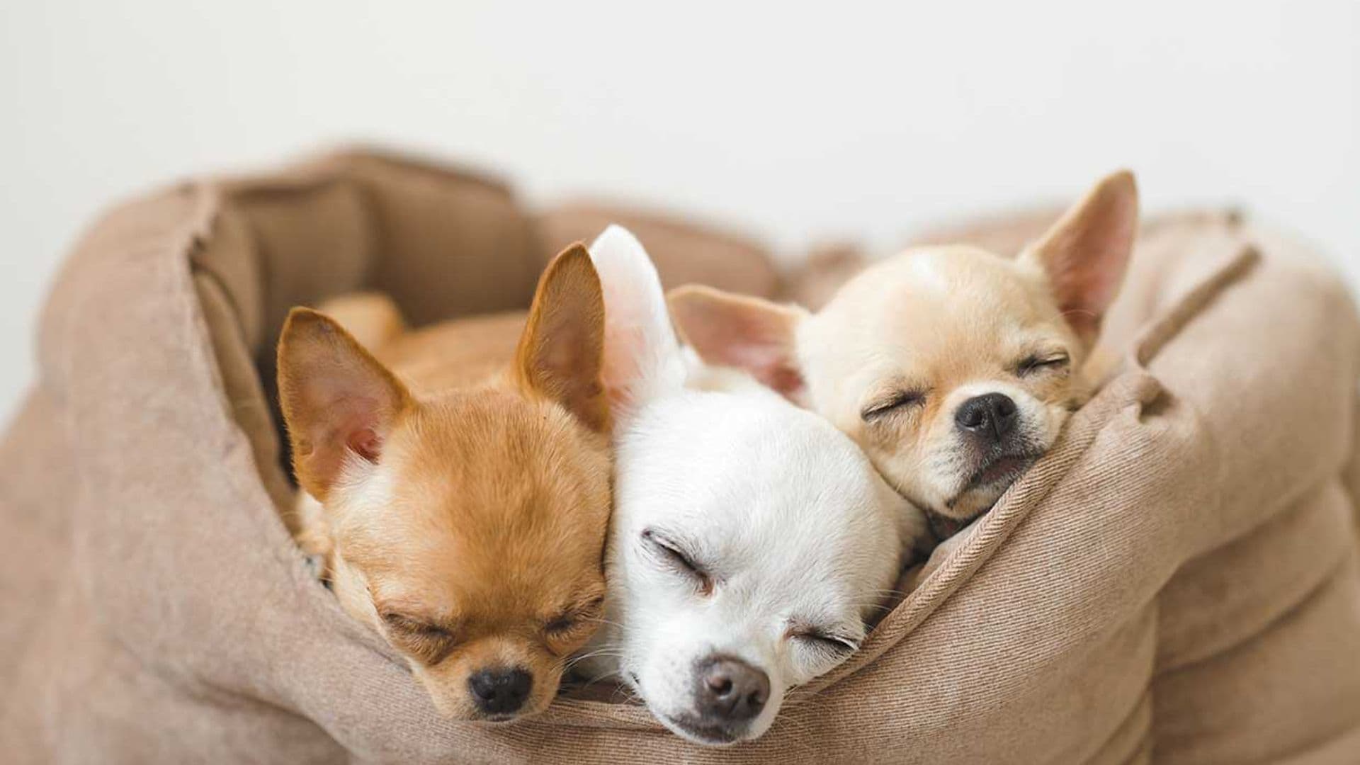 Estas son las razas de perro que peor llevan el frío