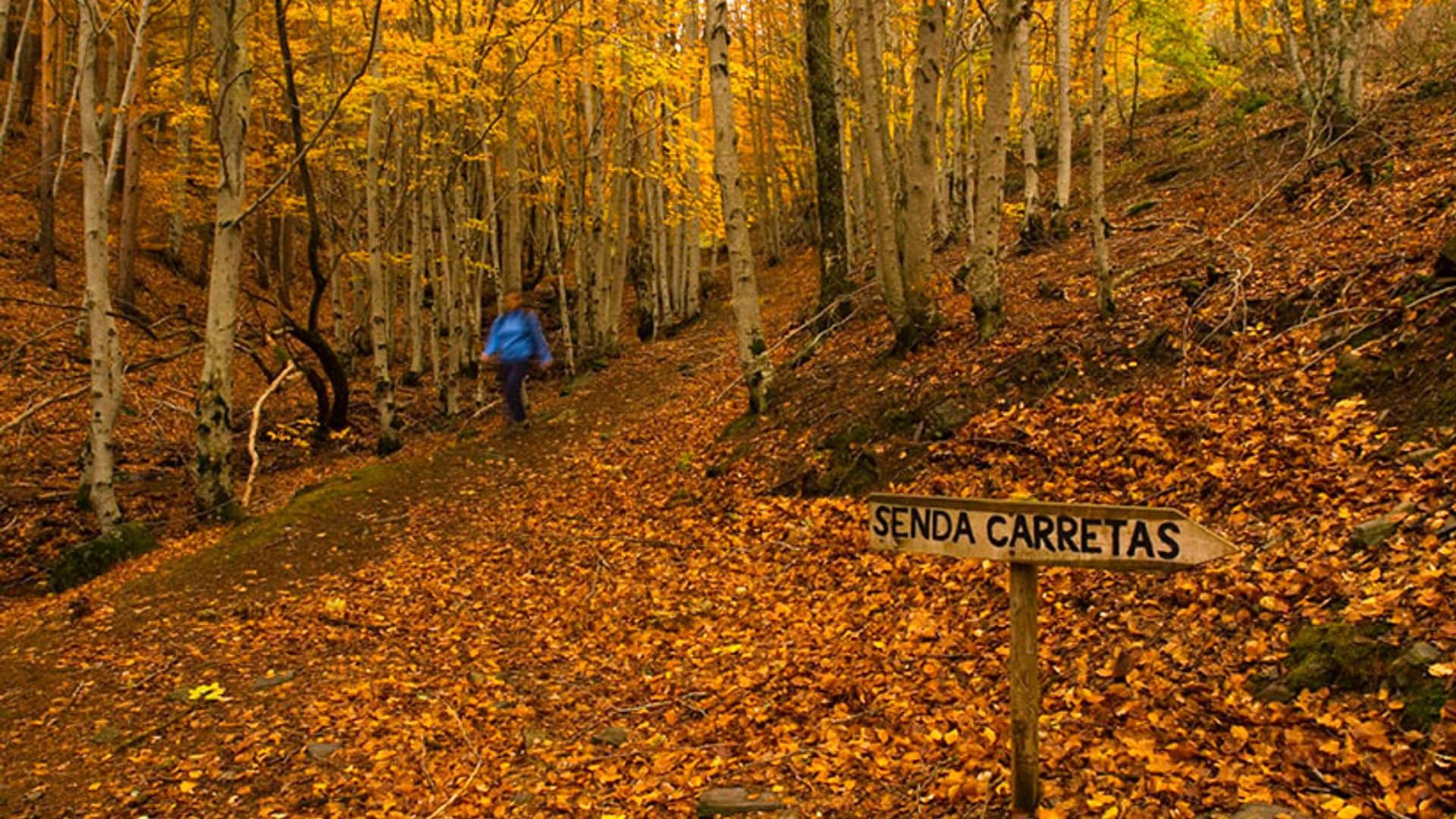 Al hayedo de Tejera Negra le sienta bien el otoño