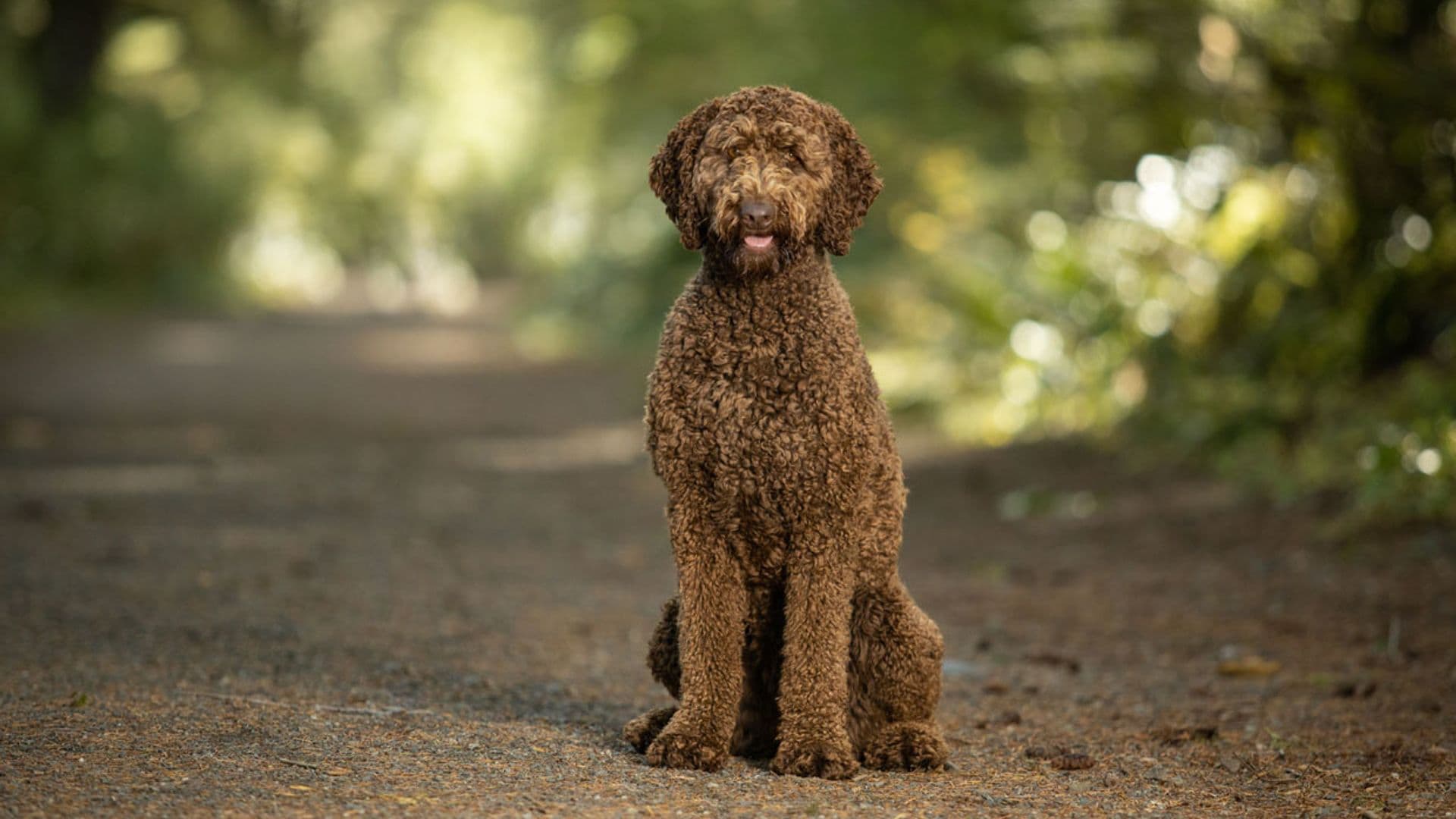 Perro labradoodle: para muchos, una raza de perro perfecta
