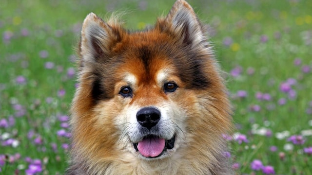 portada_helados_perros