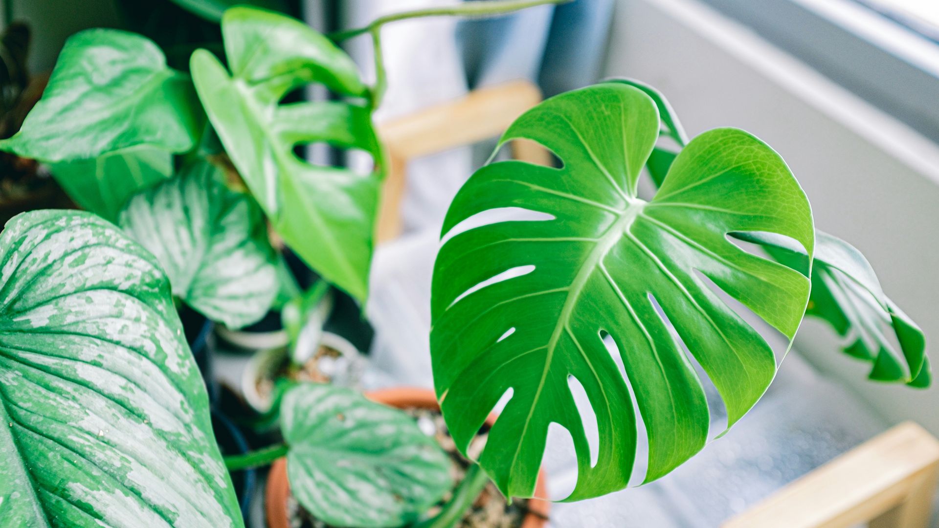 La experta en plantas Marta Rosique advierte: "La monstera necesita más luz de la que solemos darle"