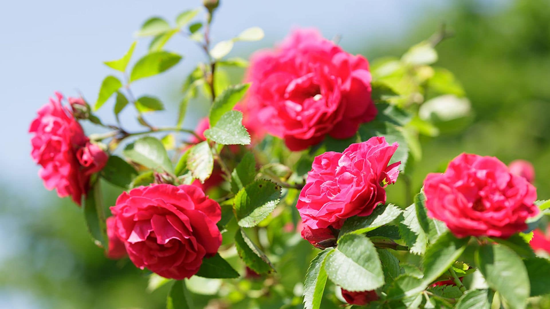 Trucos para cultivar las rosas más bonitas y llenar tu jardín de color