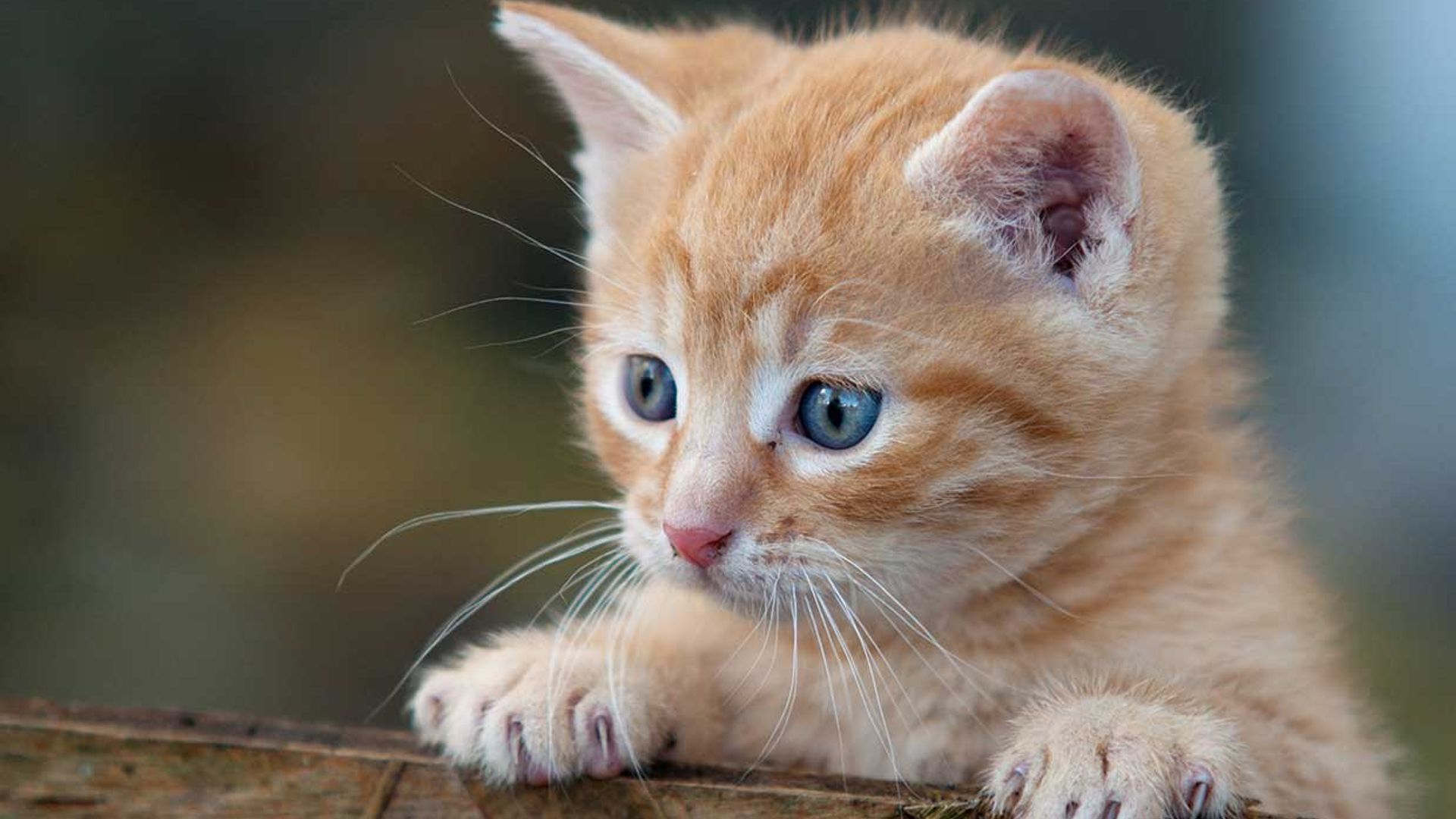 6 cosas que los gatos detestan
