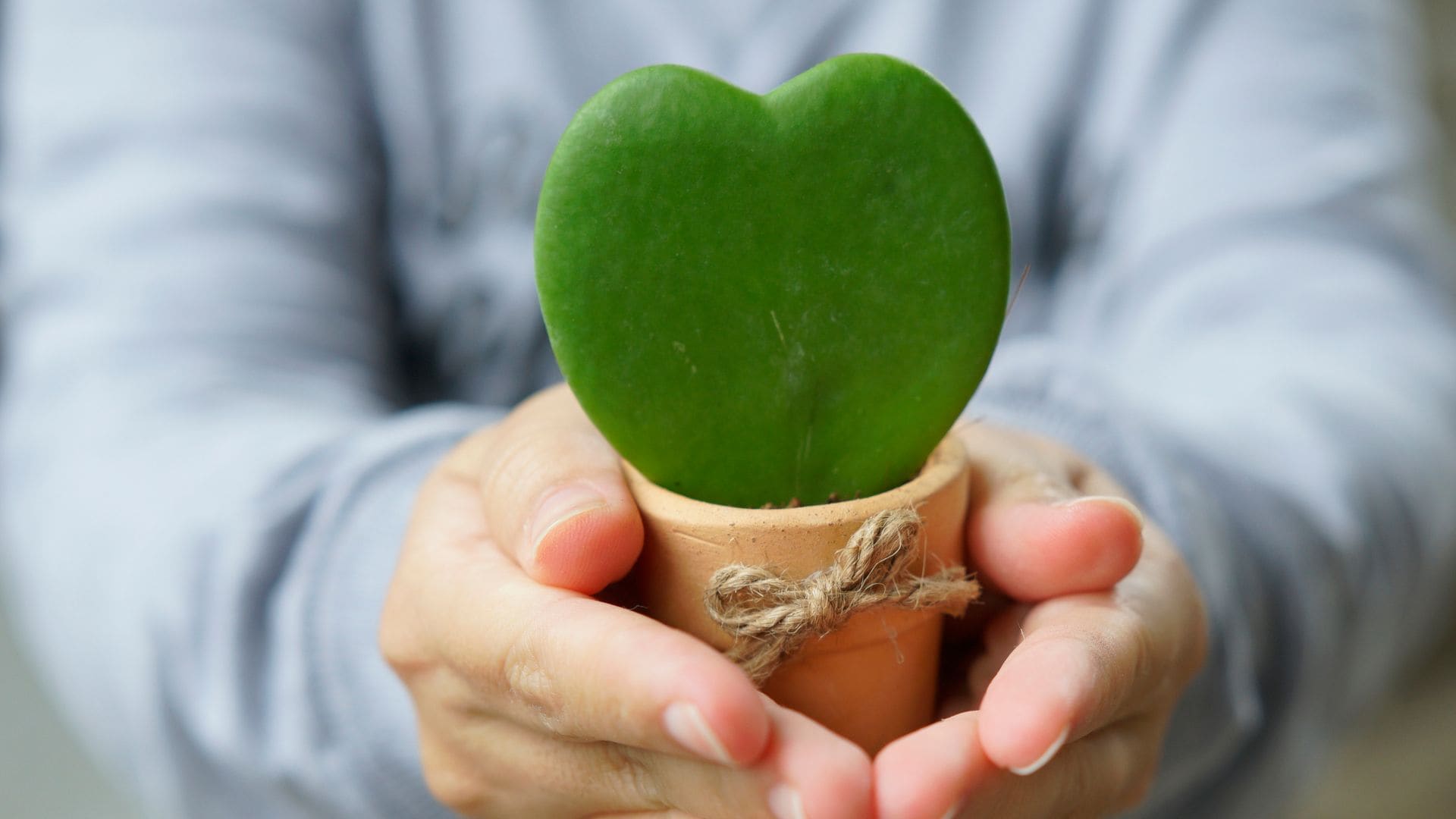 Hoya Kerrii suculenta.                               
