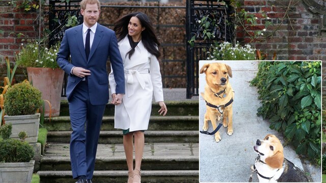 perros meghan