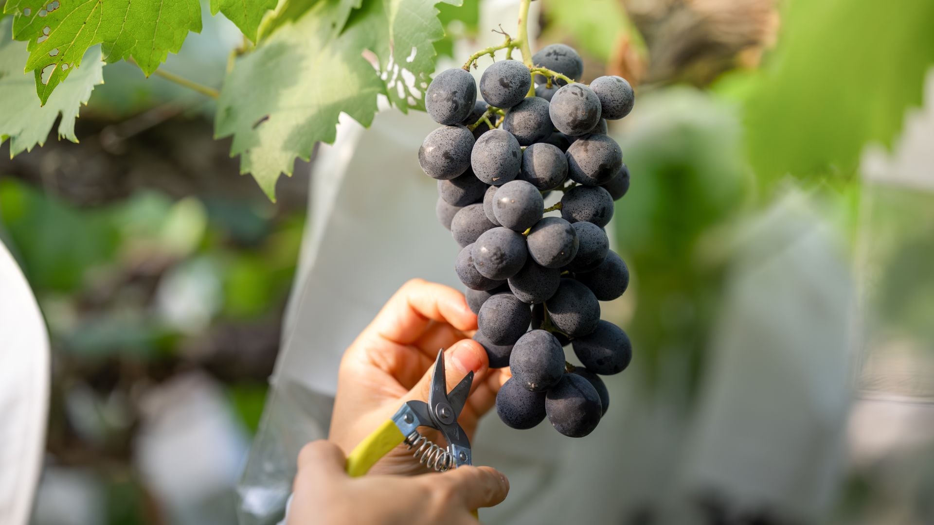 Vendimia recolecta uvas