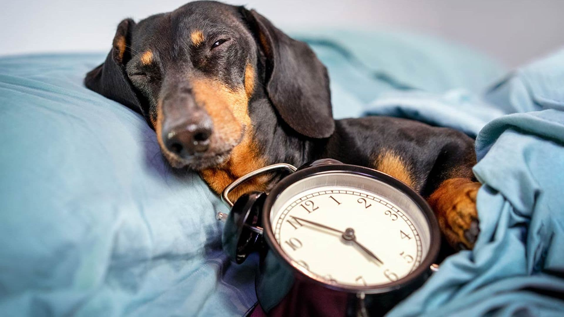 ¿Los perros son conscientes del paso del tiempo?