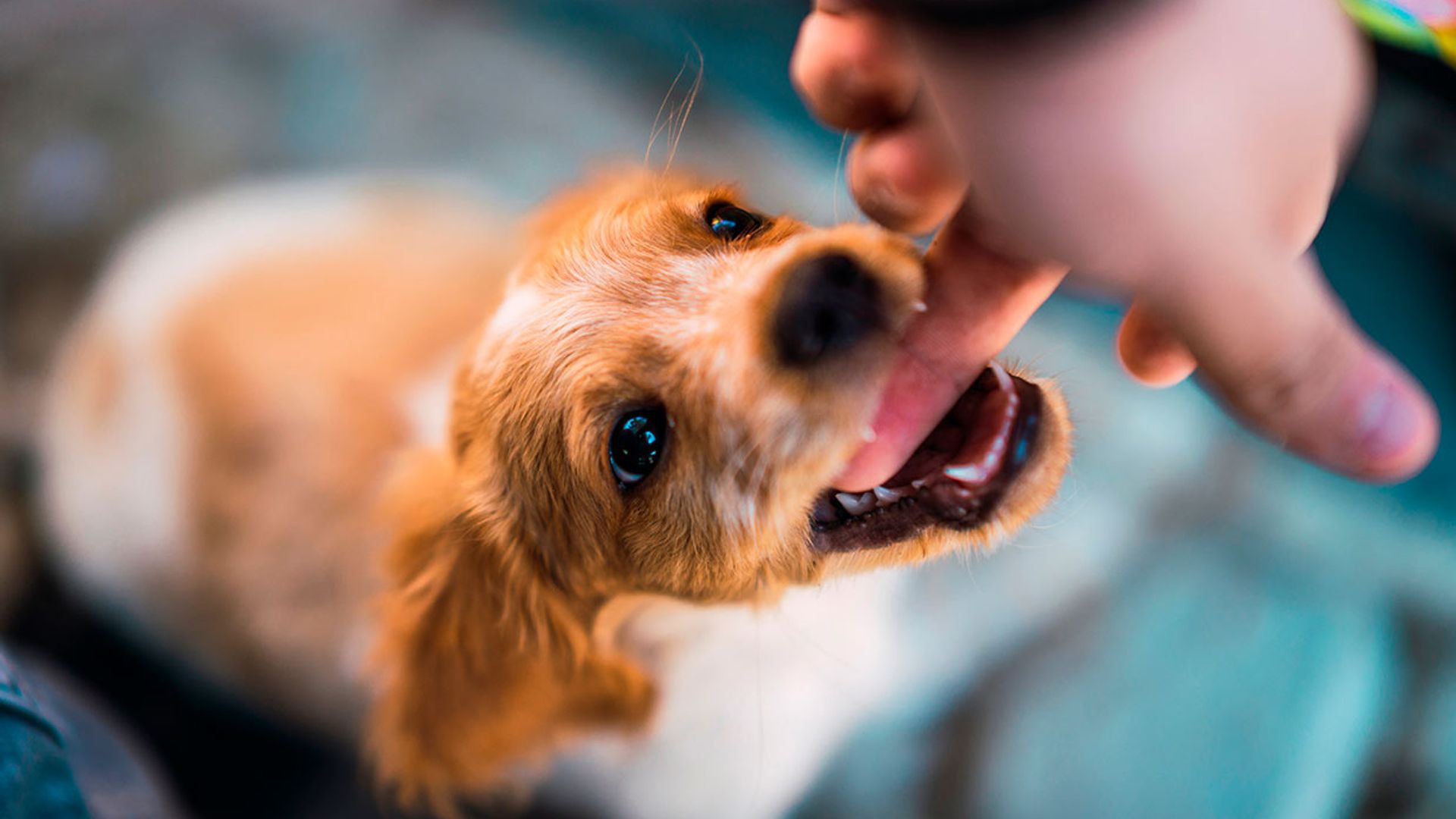 Reglas para evitar que un perro desconocido se muestre agresivo