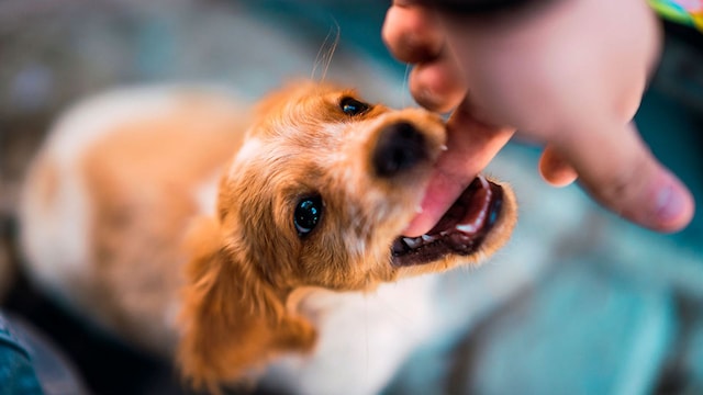como acariciar perro desconocido