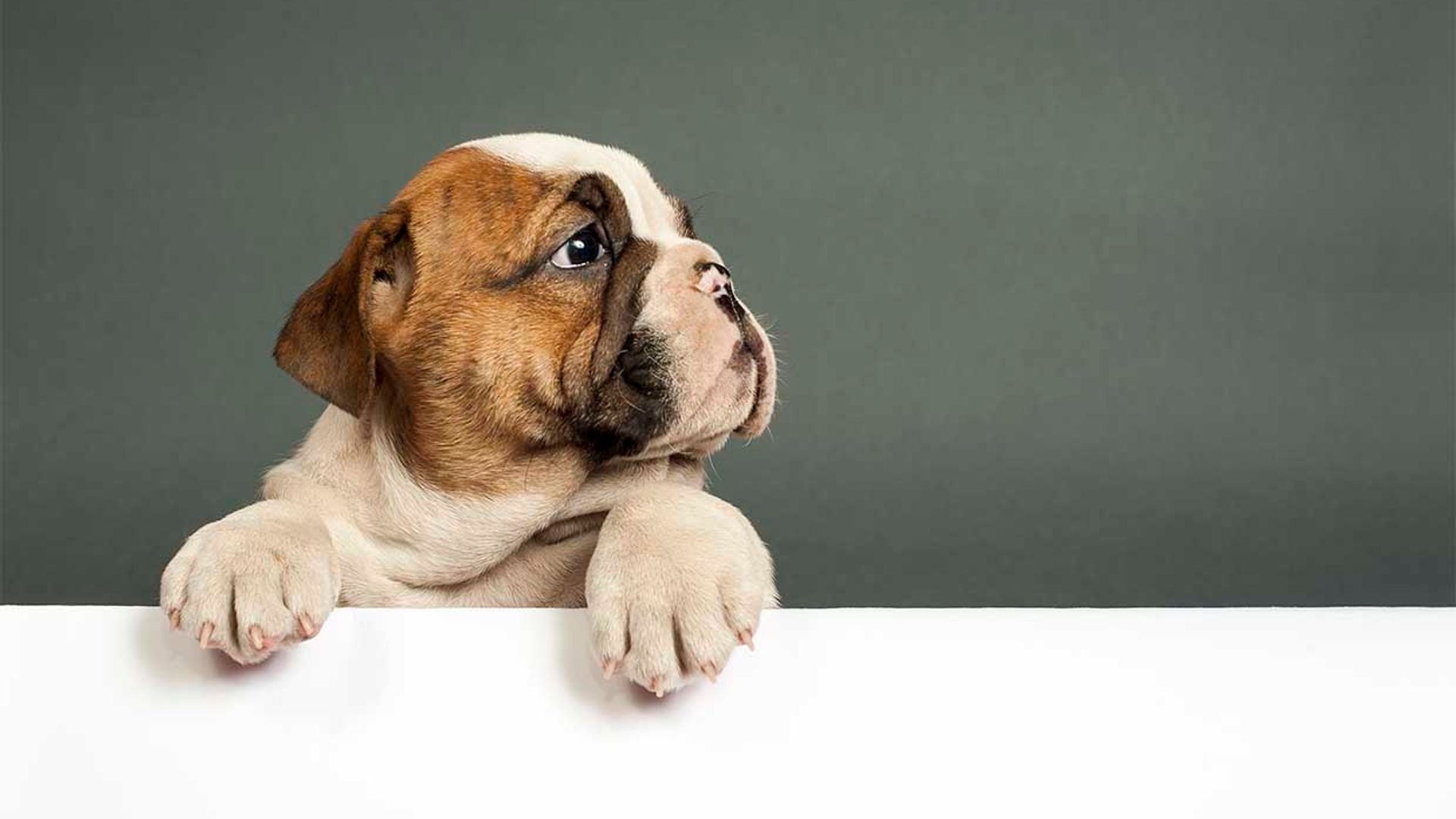 ¿Te dan pánico los perros?