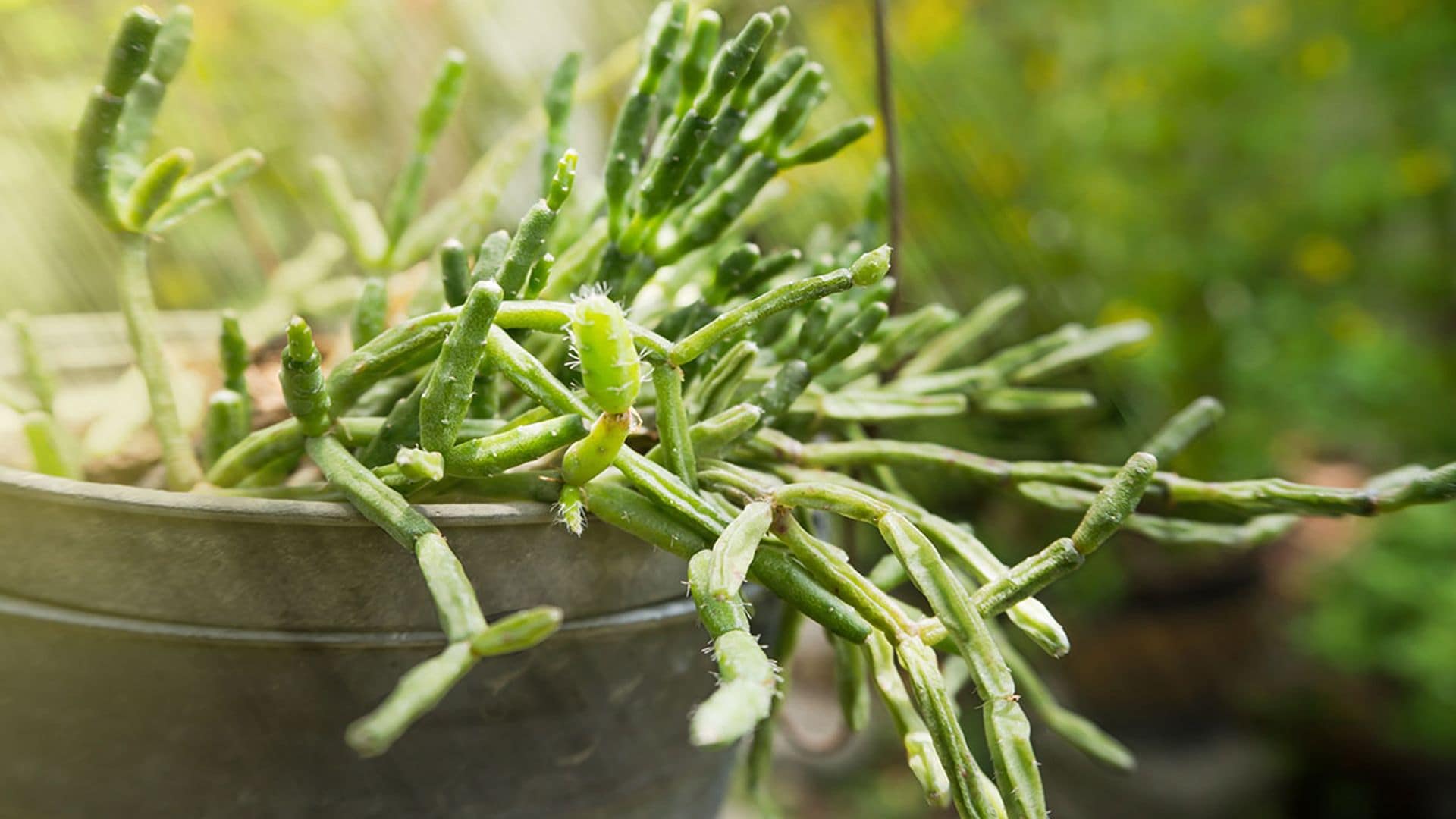 Aprende a cultivar los cactus 'rhipsalis' y pon un toque verde y divertido en casa