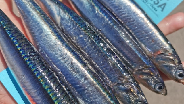 La calidad de la anchoa en fresco es esencial para una buena salazón.