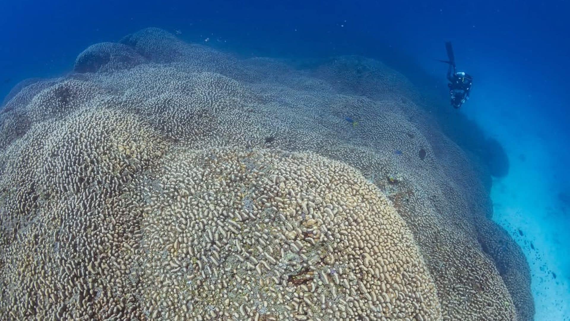 La colonia de coral más grande jamás registrada