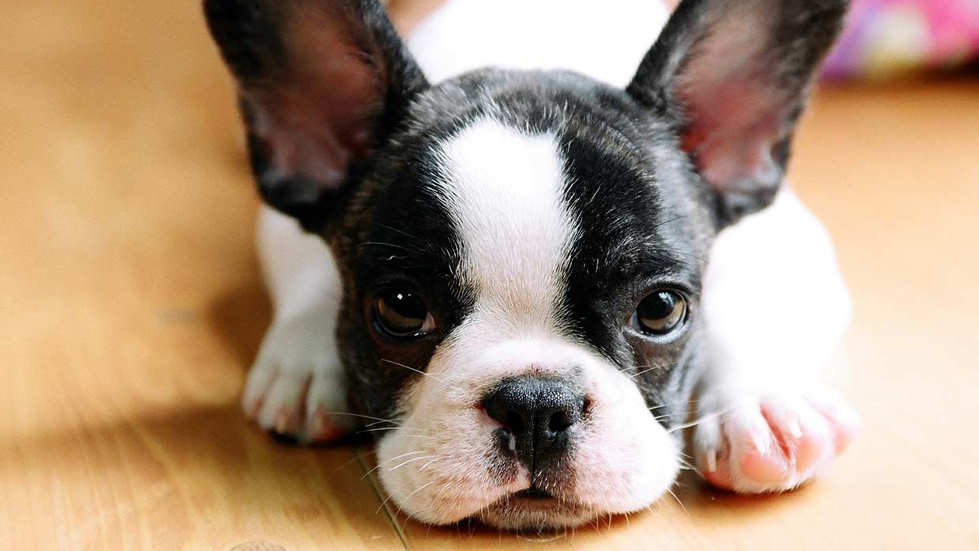 todos los perros son tiernos