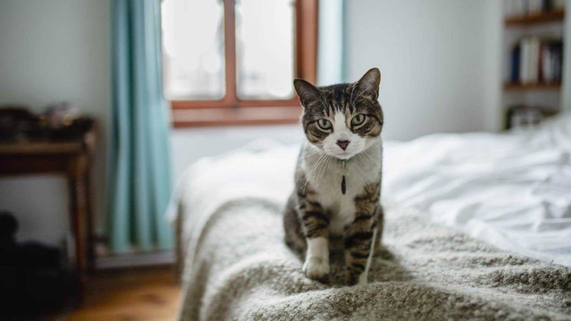 Motivos por los que tu gato se orina en tu cama