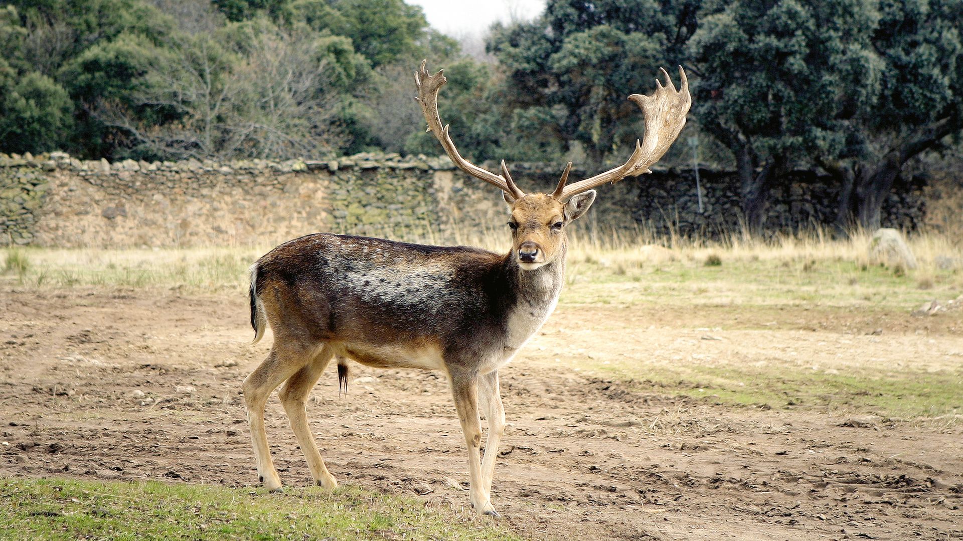 Gamo en el bosque del palacio de Riofrío.