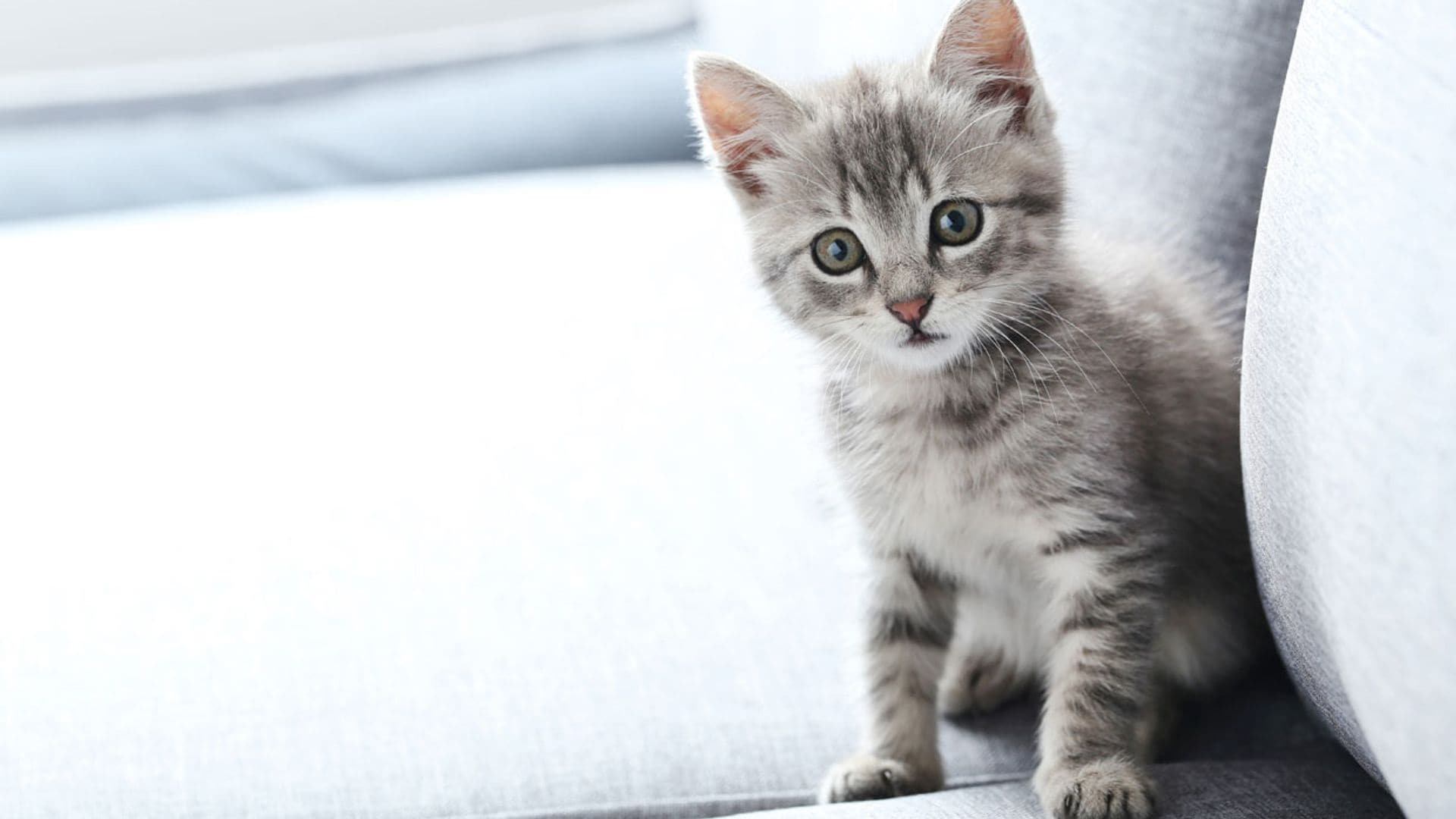 Esto es lo que dicen los gestos y sonidos de tu gato