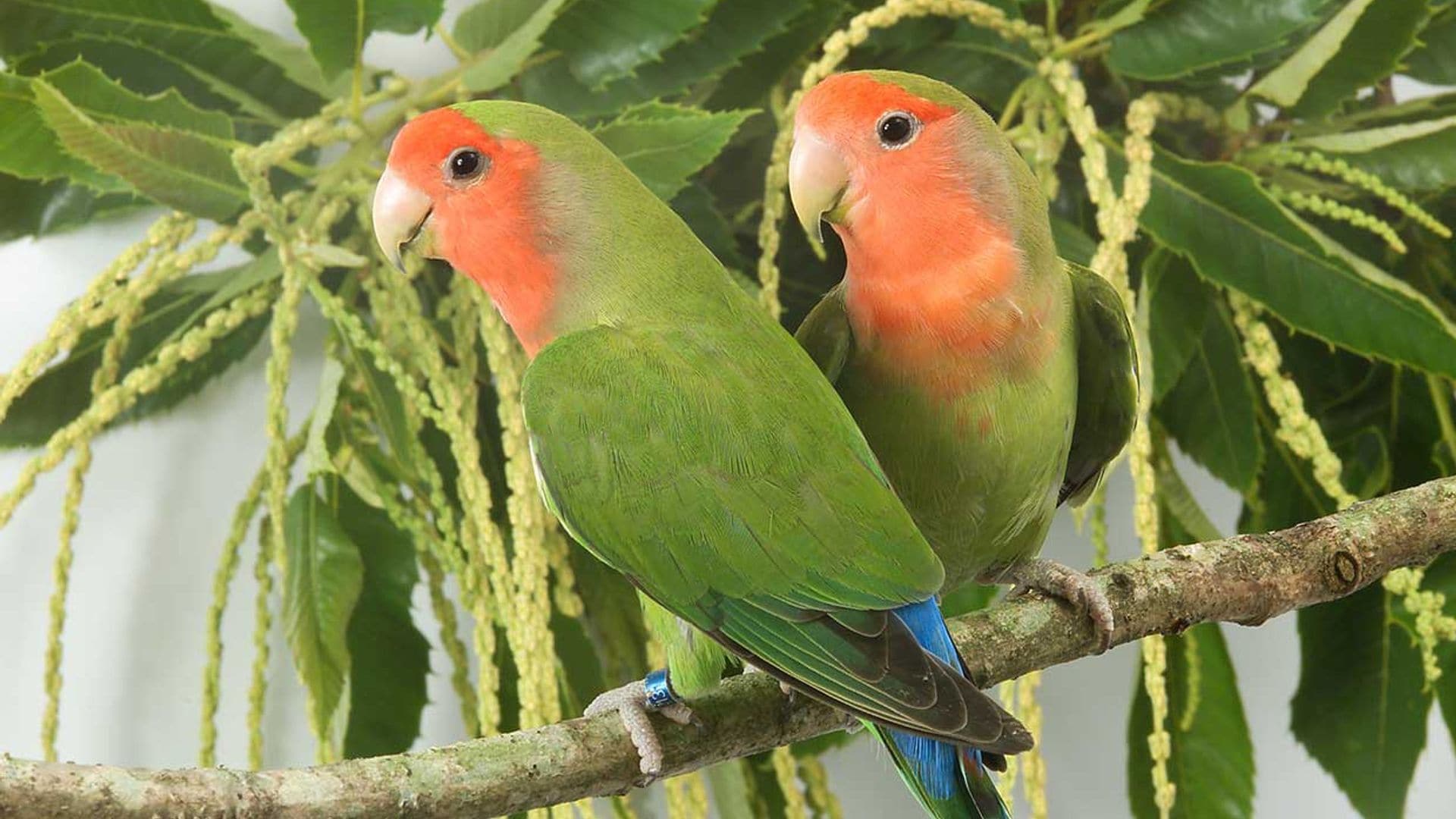 Agapornis, esos pequeños loros 'inseparables'