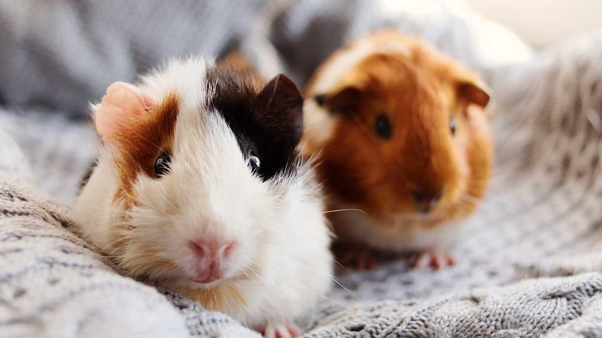 Todo lo que debes saber para tener una cobaya como mascota