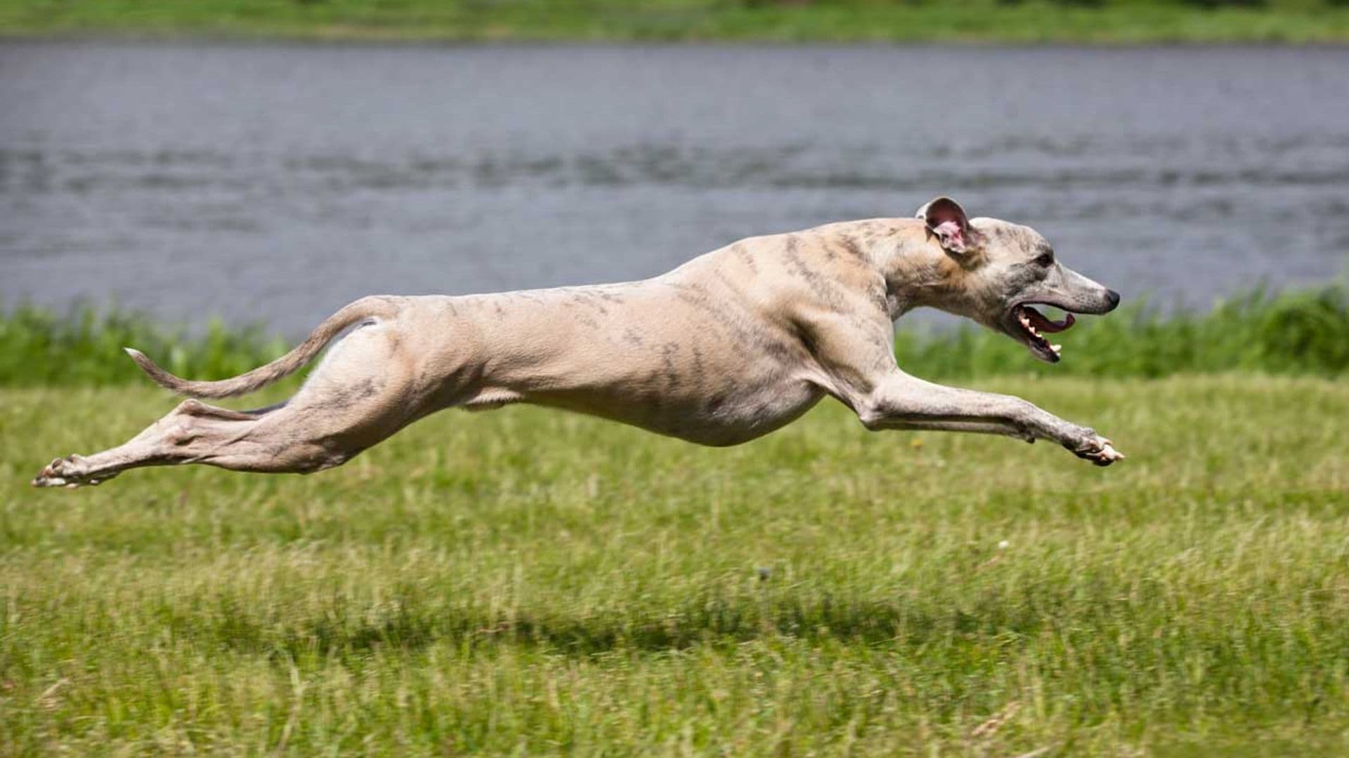 La 'contradicción' del galgo: el rey de la velocidad es también el más perezoso