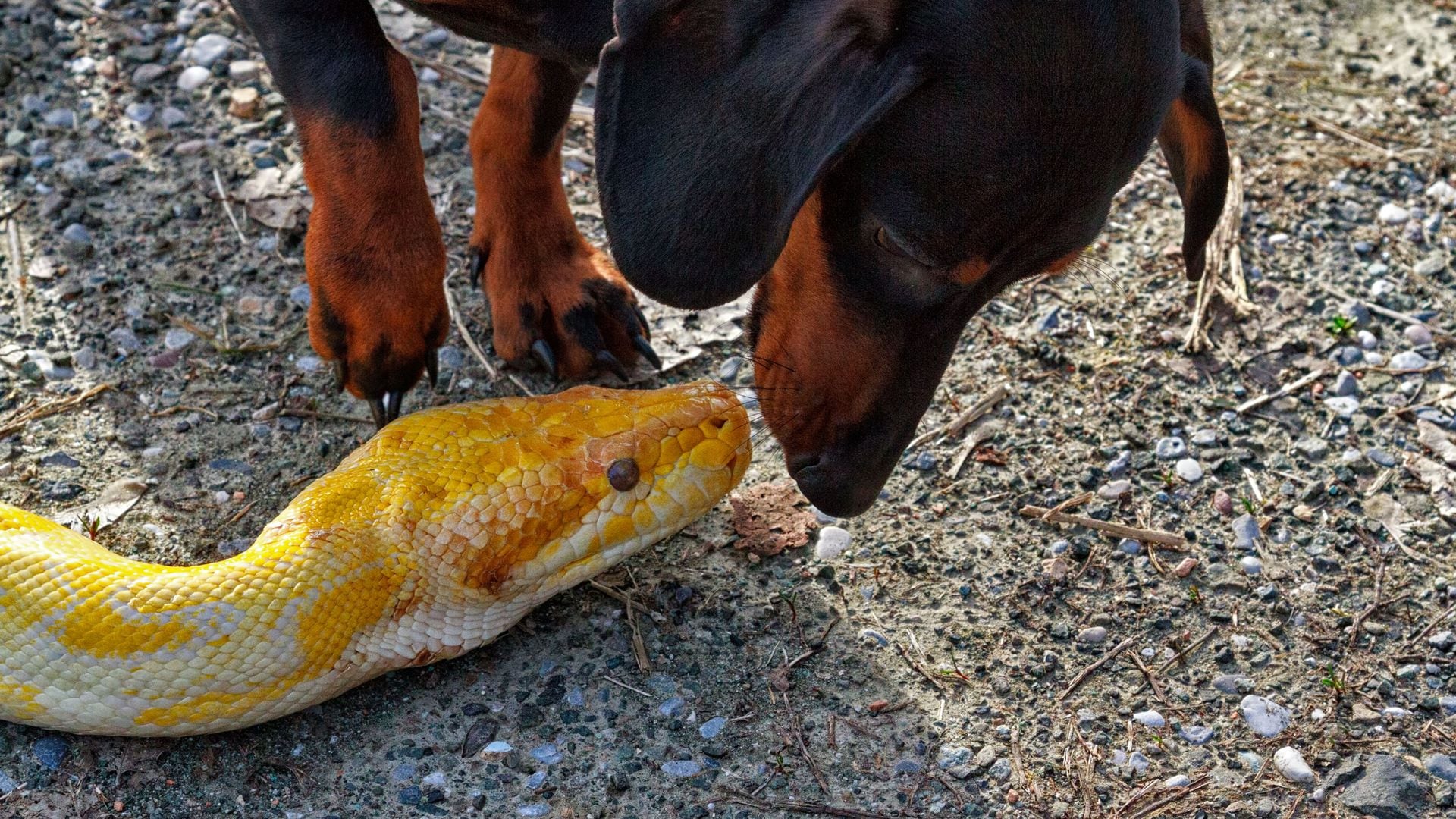 Perro jugando con una serpiente