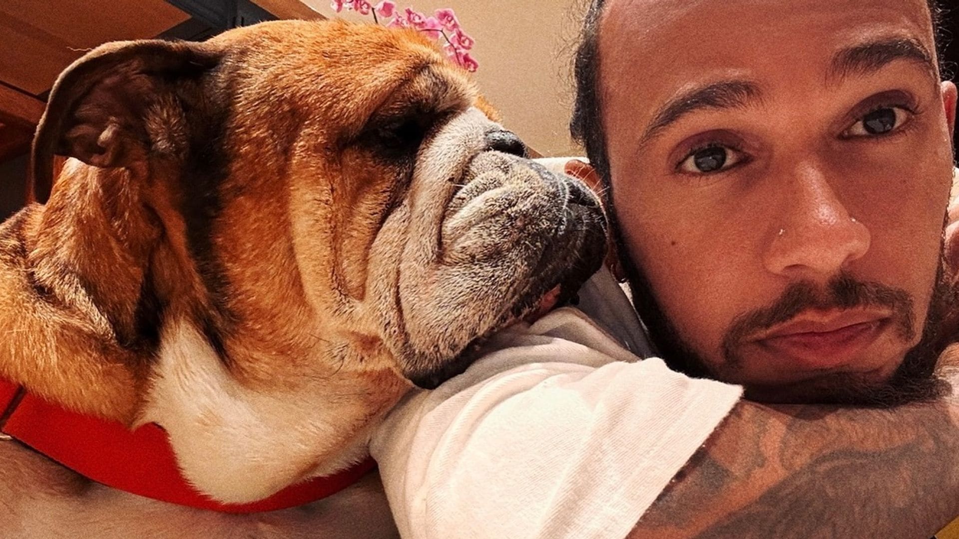 Lewis Hamilton se despide de su mascota, un bulldog llamado Roscoe