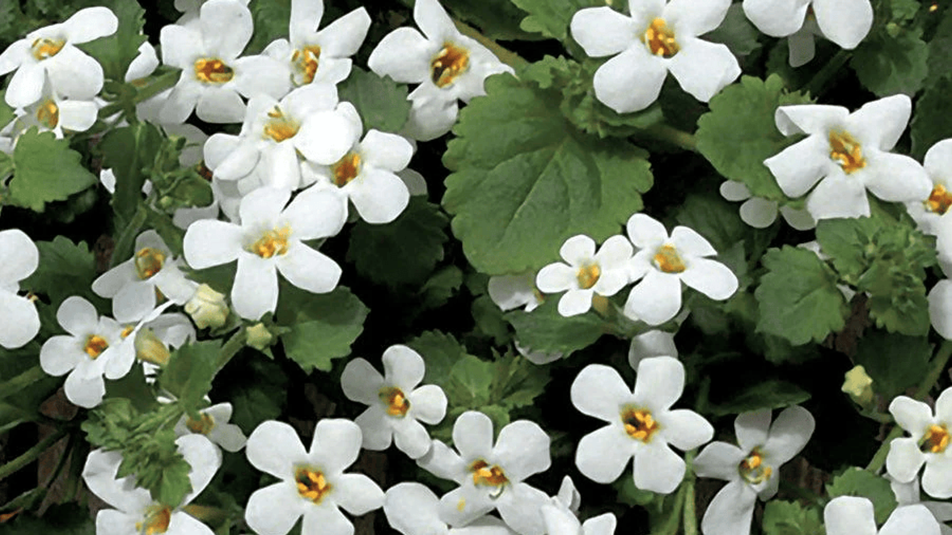 Flores blancas de Bacopa