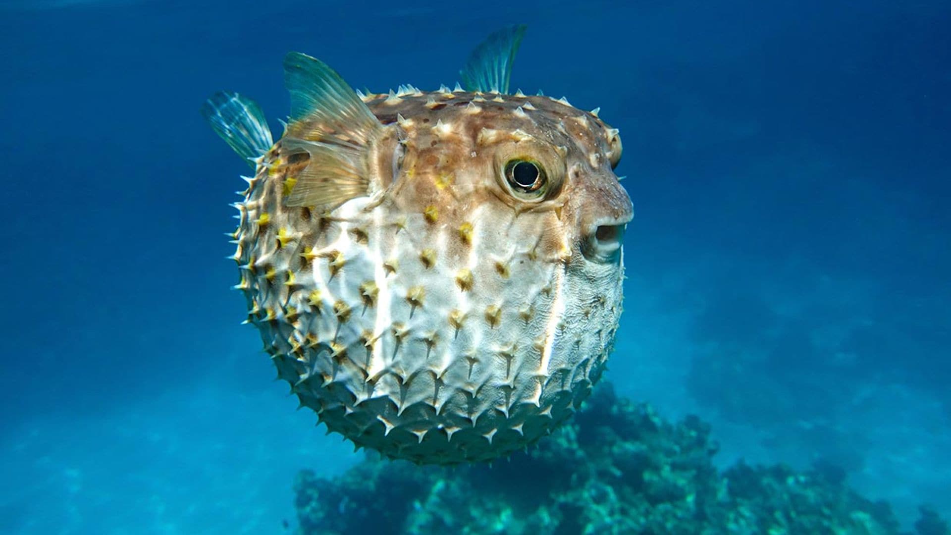 Peces venenosos o letales para tu acuario