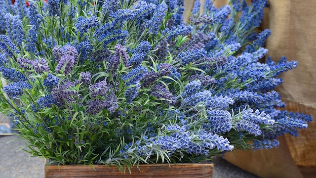 Lavanda cultivada en maceta