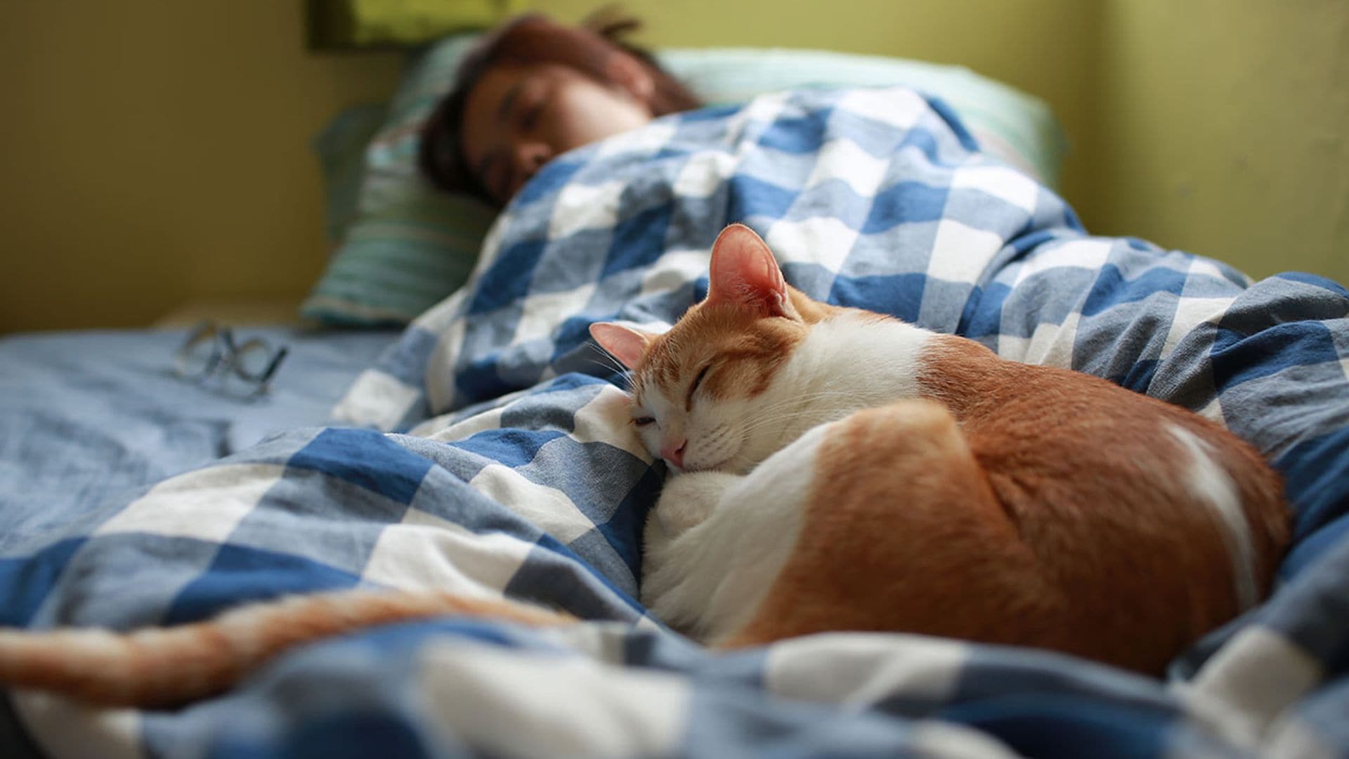 Revisa los riesgos y ventajas de dormir con tu gato